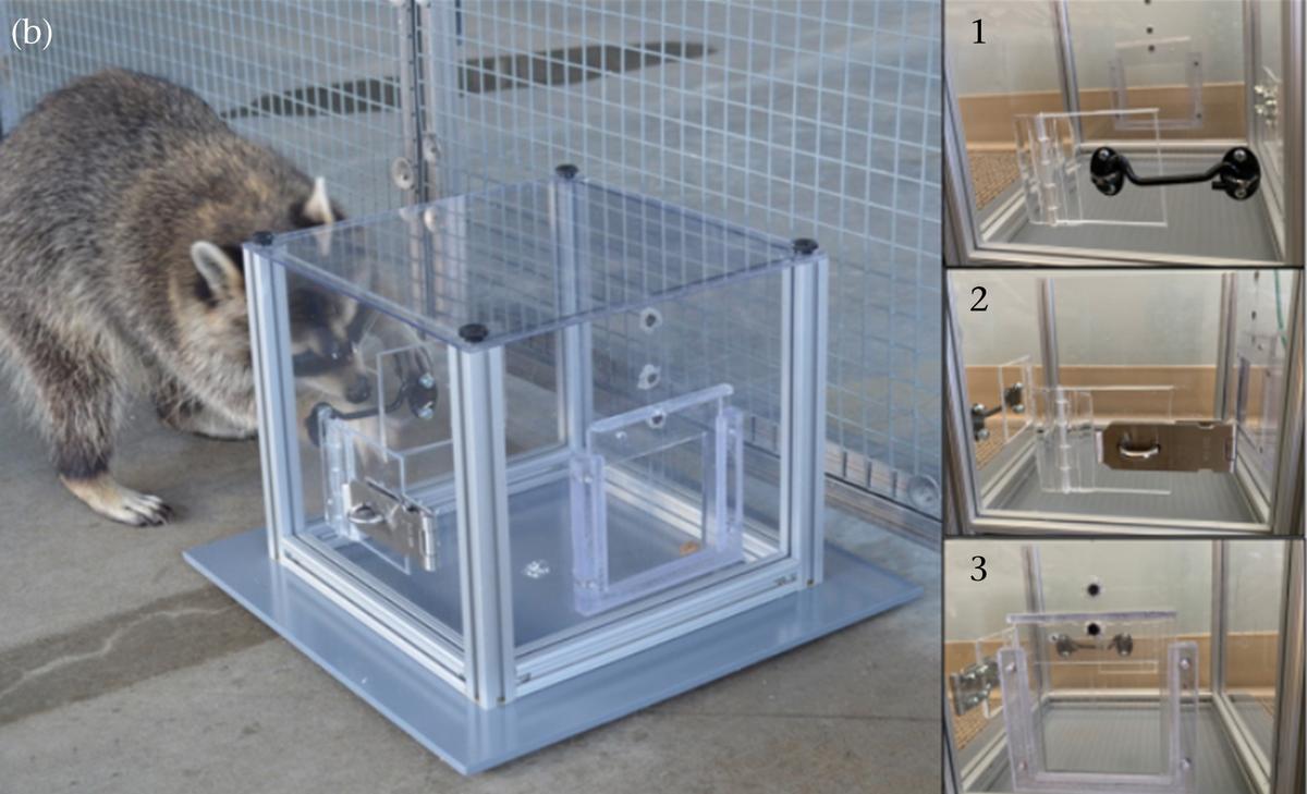 Raccoon interacting with puzzle box. The different ways into the box are shown on the right.