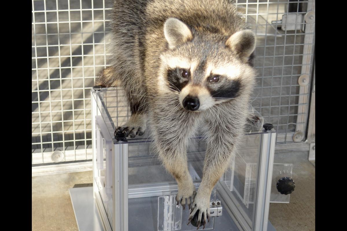 Raccoon interacting with puzzle box.