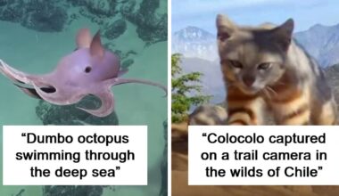 65 Photos People Managed To Take Of Wild Animals That Are A Rare Sight