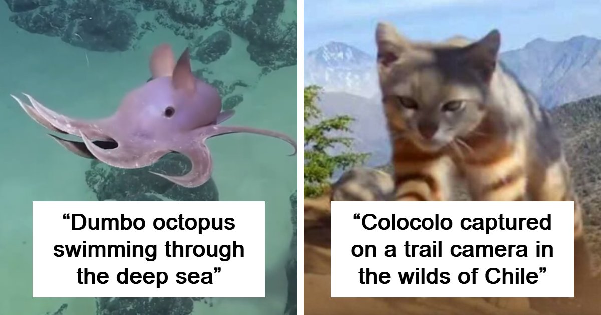 65 Photos People Managed To Take Of Wild Animals That Are A Rare Sight