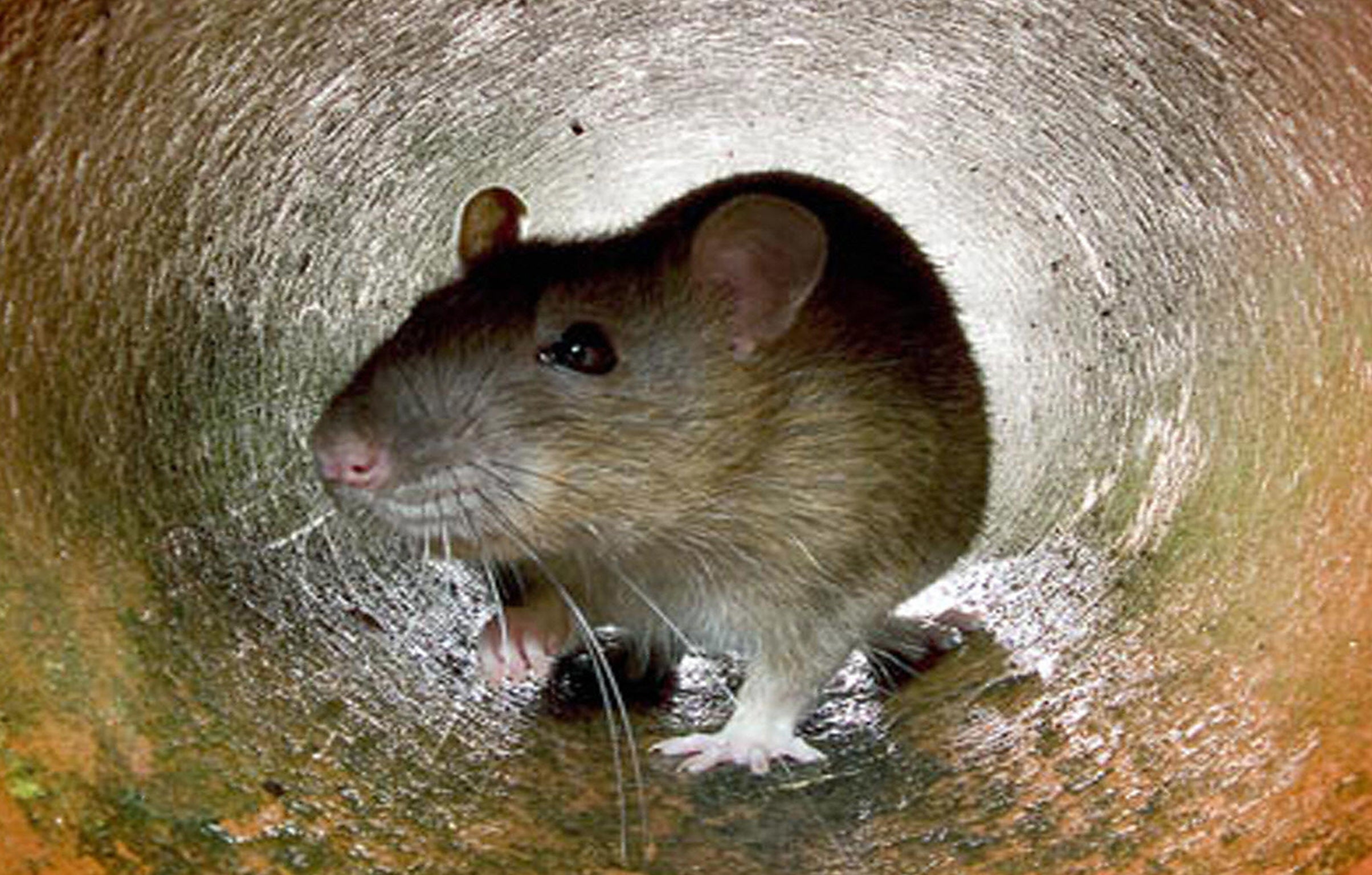 Rats can enter exposed pipes