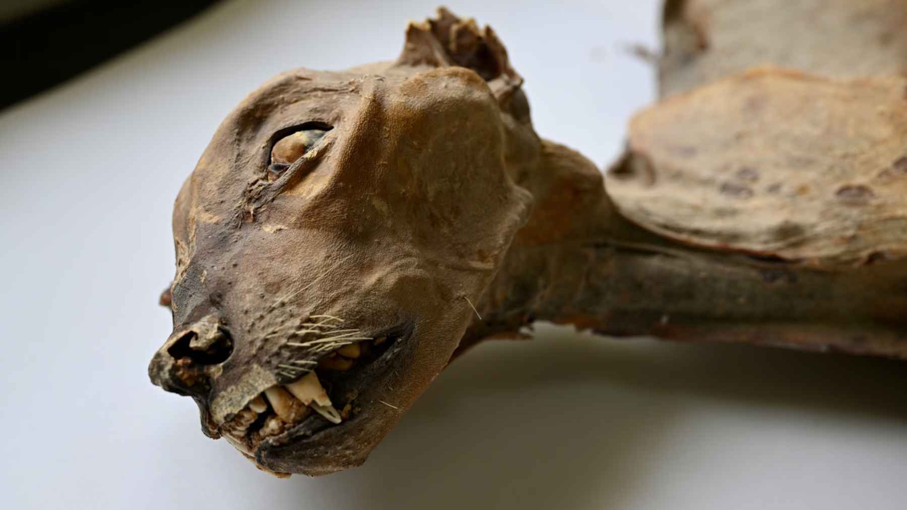 Naturally mummified cheetah remains found in a cave near Arar in northern Saudi Arabia, preserving skin, teeth, and facial features