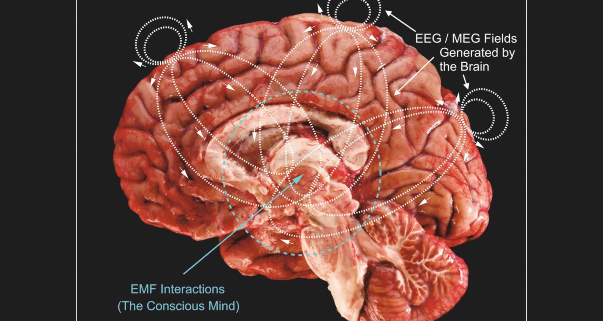 Hypothesis says human consciousness interacts with Earth's pulse
