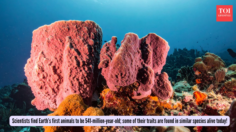 Scientists find Earth’s first animals to be 541-million-year-old; some of their traits are found in similar species alive today! Scientists find Earth’s first animals to be 541-million-year-old; some of their traits are found in similar species alive today!
