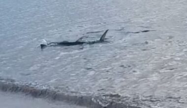 Shark Kavour, Athens