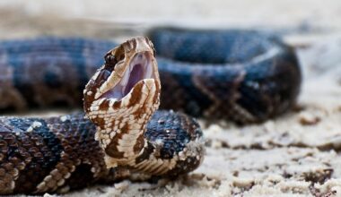 8 Snake Infested State Parks In The Southern United States