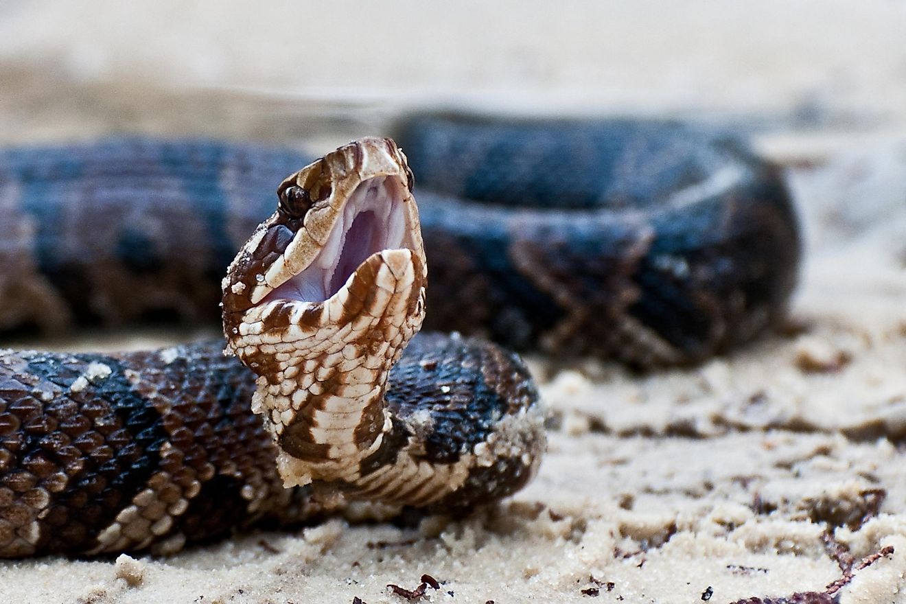 8 Snake Infested State Parks In The Southern United States