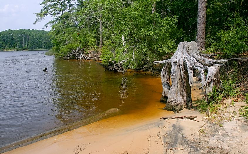 The Bog at the Goose Creek State Park, North Carolina.