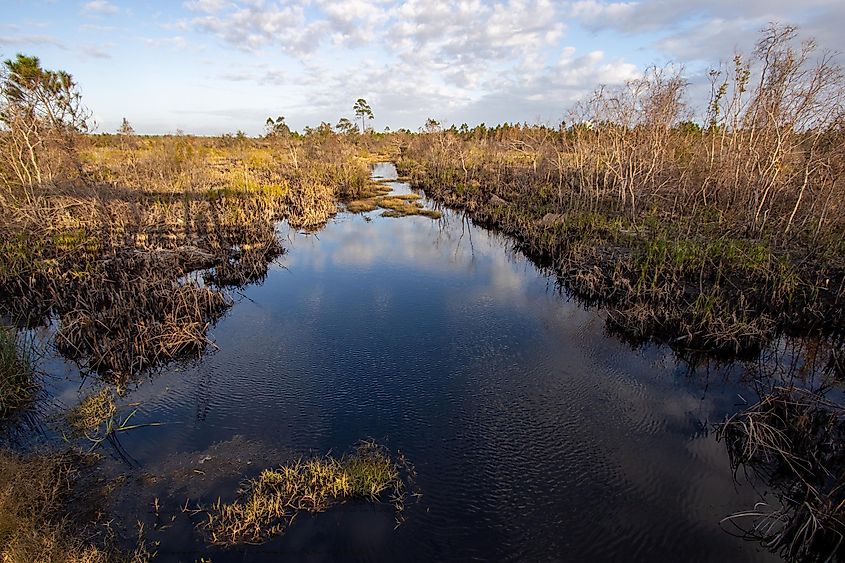 Marshland view of Shelby Lakes at Gulf State Park.