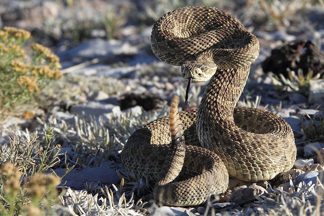 5 Most Rattlesnake Infested Areas in The Rockies