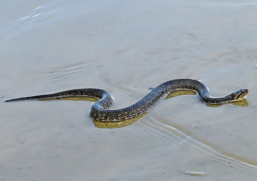 A banded water snake slithering across sand.