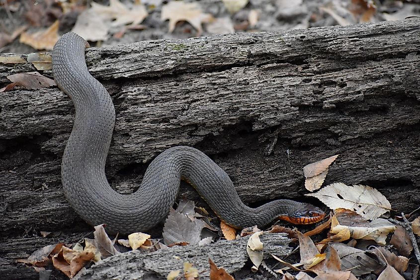 The Red Bellied Water Snake