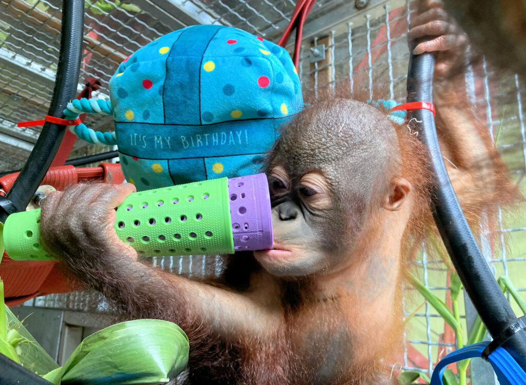 Sibu Junior with some of his first birthday presents at Monkey World’s orangutan creche