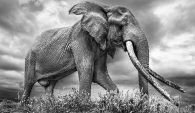 Johan Siggesson's Striking Portraits of 'Big Tuskers' in Kenya — Colossal