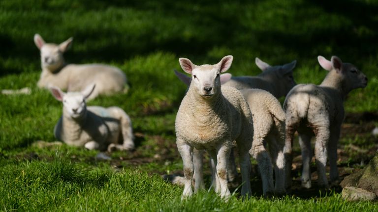 Lambs in the village of Ladbroke in Warwickshire. Pic: PA