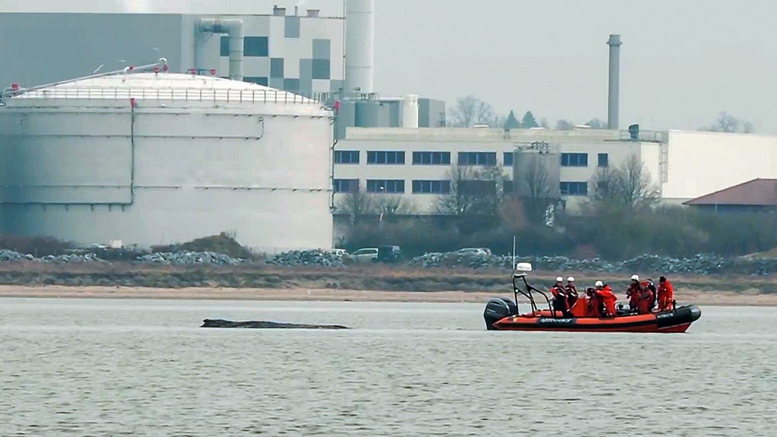 The whale as become stranded again. Pic: AP