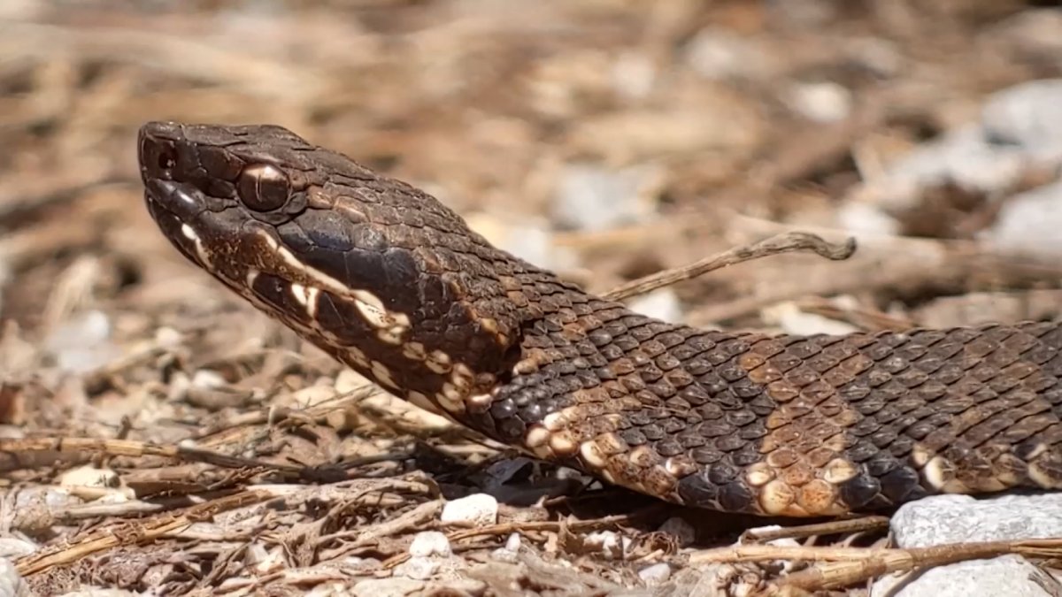 Snakes starting to come out in North Texas and what to do – NBC 5 Dallas-Fort Worth