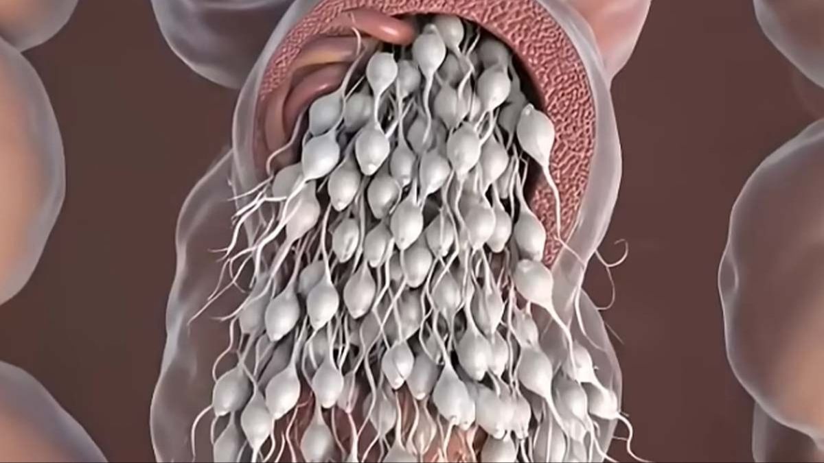 Shocking simulation shows what really happens to sperm inside body if not ejaculated