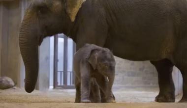 After a brief scare, National Zoo’s rare baby elephant to make her debut - The Washington Post