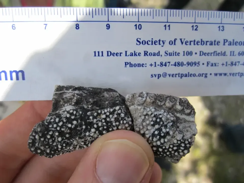 Tankya's teeth discovered