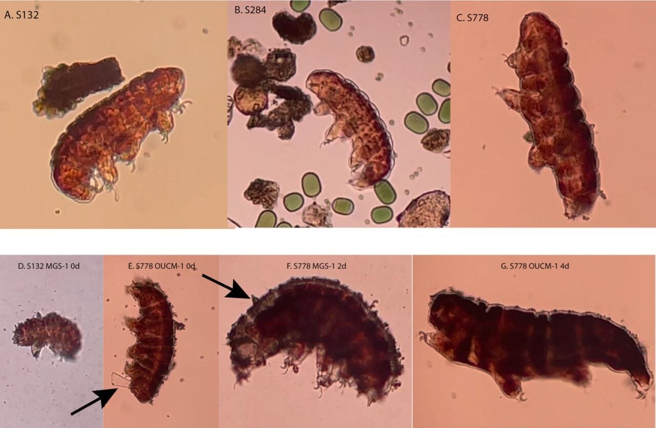 Tardigrade Before After Mars Regolith