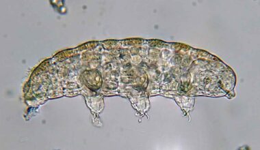 Microscopic view of a tardigrade, also known as a water bear, the tiny extremophile animal scientists say could be the last survivor on Earth.