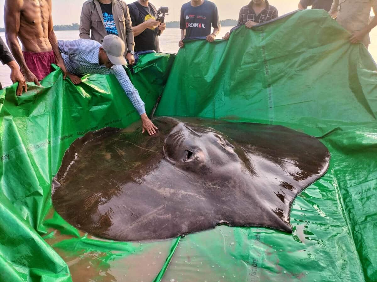 The Enormous Freshwater Stingray Discovered Near The Village Of Koh Preah, An Island In The Mekong River, Cambodia