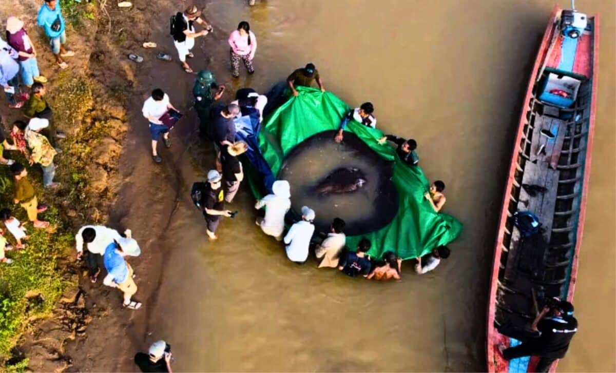 The Largest Freshwater Fish Ever Documented Was Hiding In Plain Sight