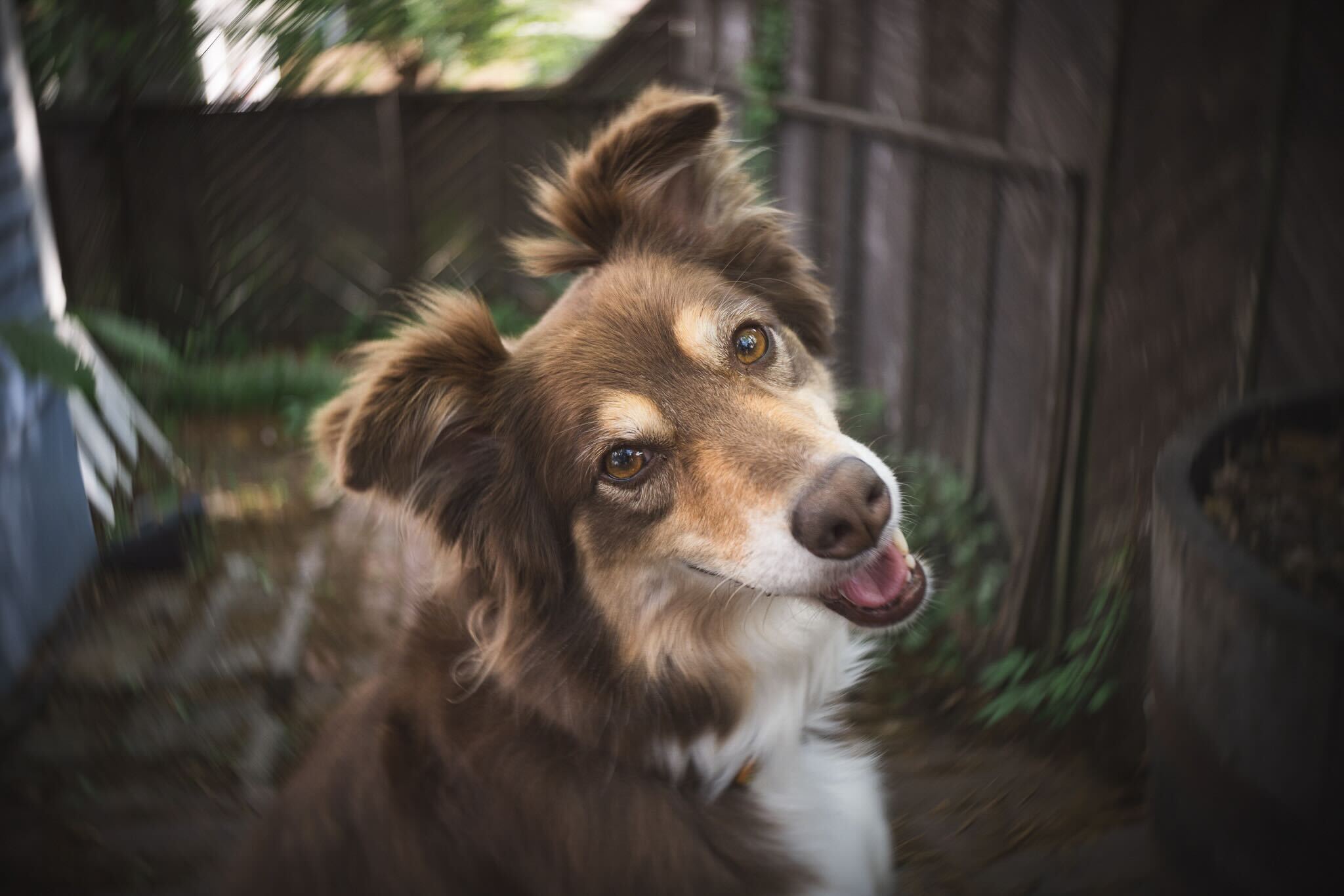 A sample image taken with the Lensbaby Twist 28 of a dog