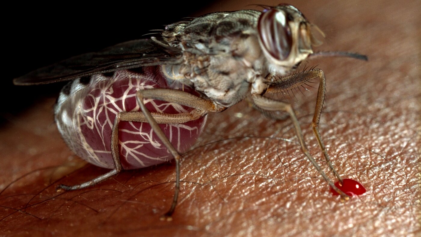 Sleeping sickness could be wiped out with this new drug : NPR