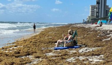 Researchers turn seaweed into a common processed food ingredient