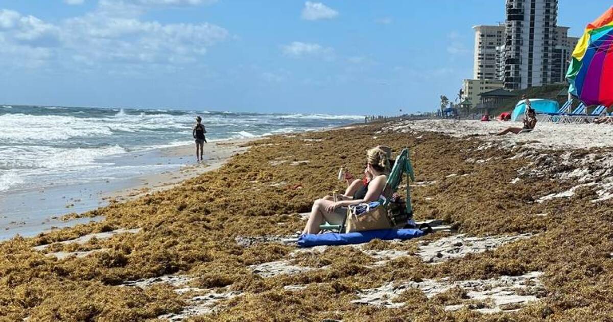 Researchers turn seaweed into a common processed food ingredient