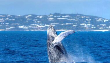 Whales perform for spectators off South Shore - The Royal Gazette
