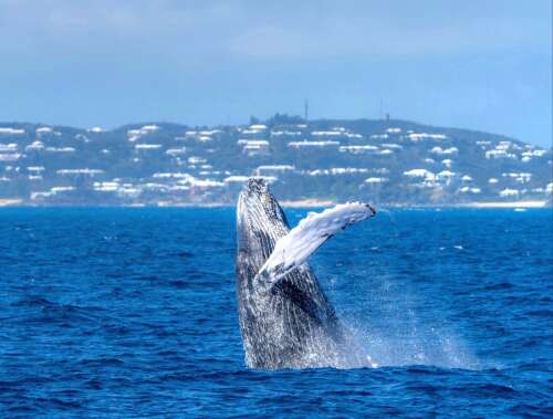 Whales perform for spectators off South Shore - The Royal Gazette