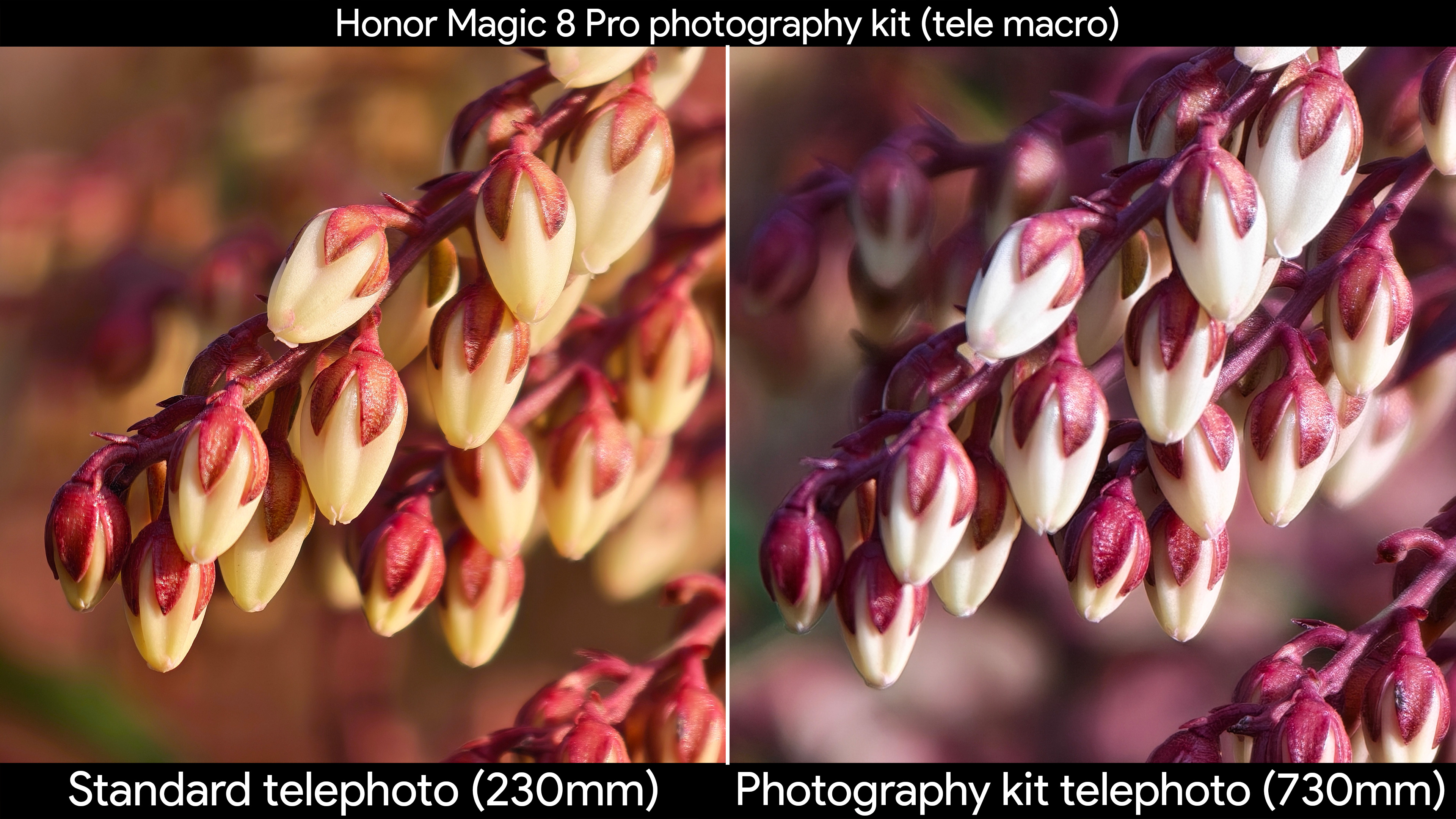Comparing the Honor Magic 8 Pro's built-in telephoto lens with the official photography kit's telephoto extender in macro shots