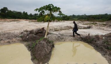 Cocoa beans rot and West African farmers seek other options after commodity crash