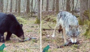 Trail cam footage from Voyageurs Wolf Project showing a black bear (left) and a gray wolf (right) separately foraging on the forest floor among moss-covered trees.