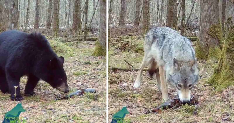 Trail cam footage from Voyageurs Wolf Project showing a black bear (left) and a gray wolf (right) separately foraging on the forest floor among moss-covered trees.