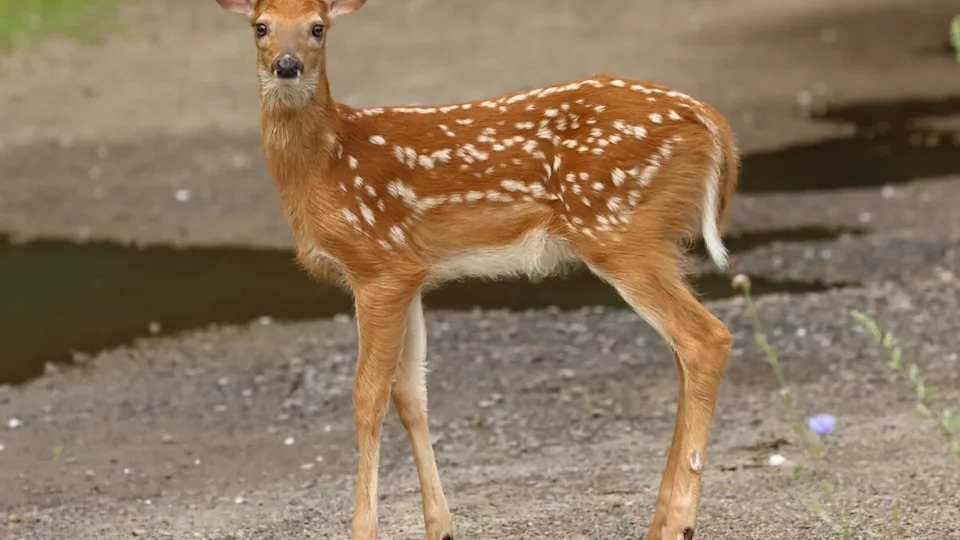A close-up of a deer fawn.Image via Shutterstock/yvontrep