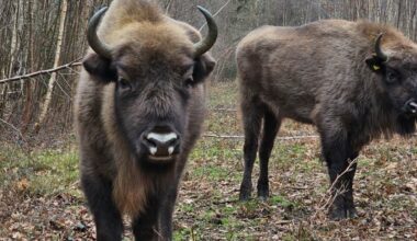 New herd of bison having ‘great impact’ on woodlands just a few years after being introduced