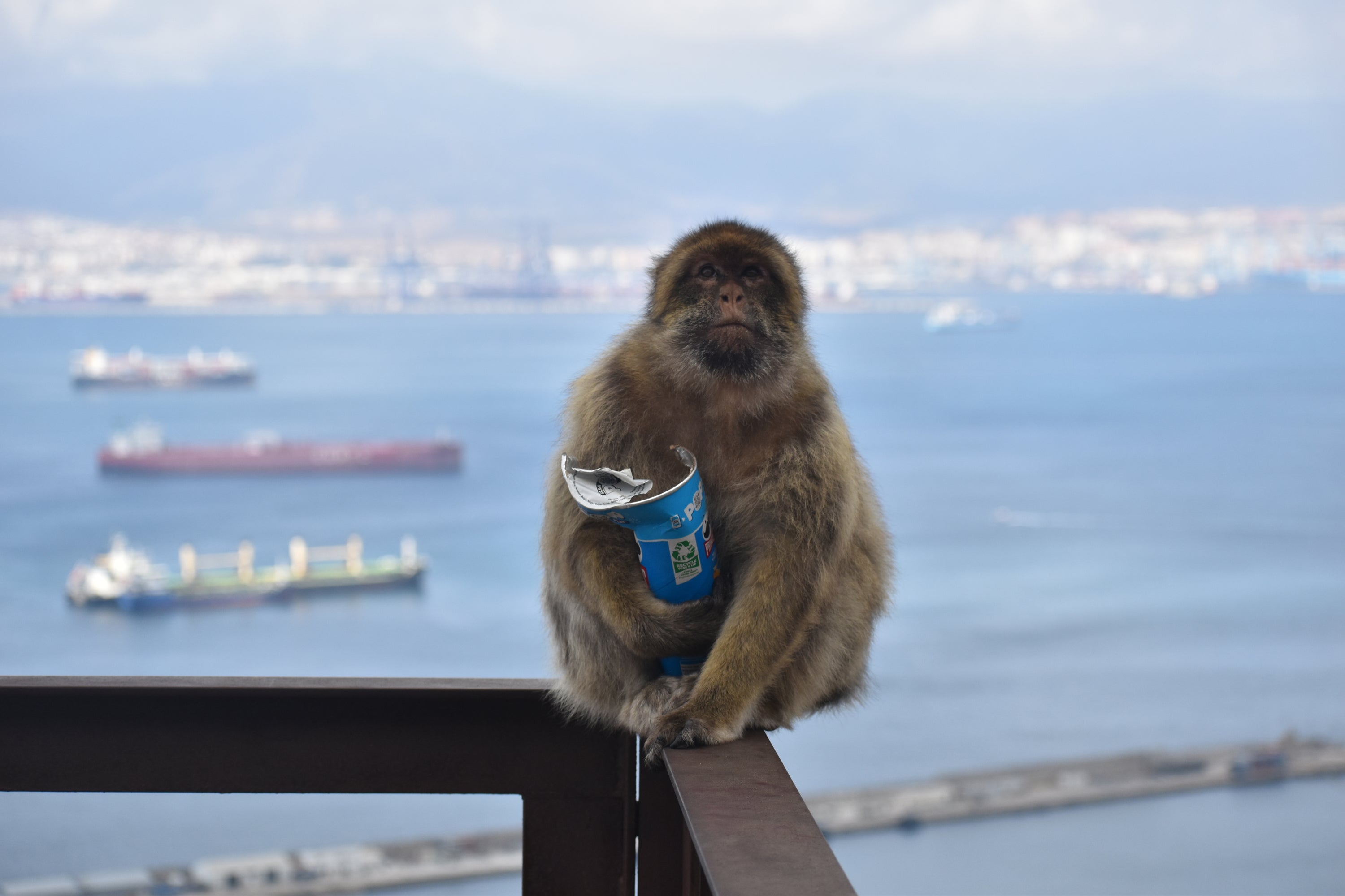 Crisps, ice cream, biscuits and sweets are being consumed by the monkeys