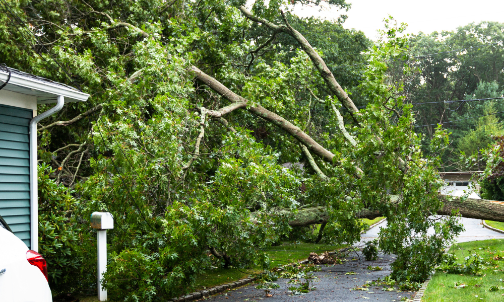 Revealed – loss total from Windstorm Goretti