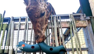 A giraffe's head extends over a fence. The animal is facing downward with its mouth pressed against a curved tube which has some holes punched into it.