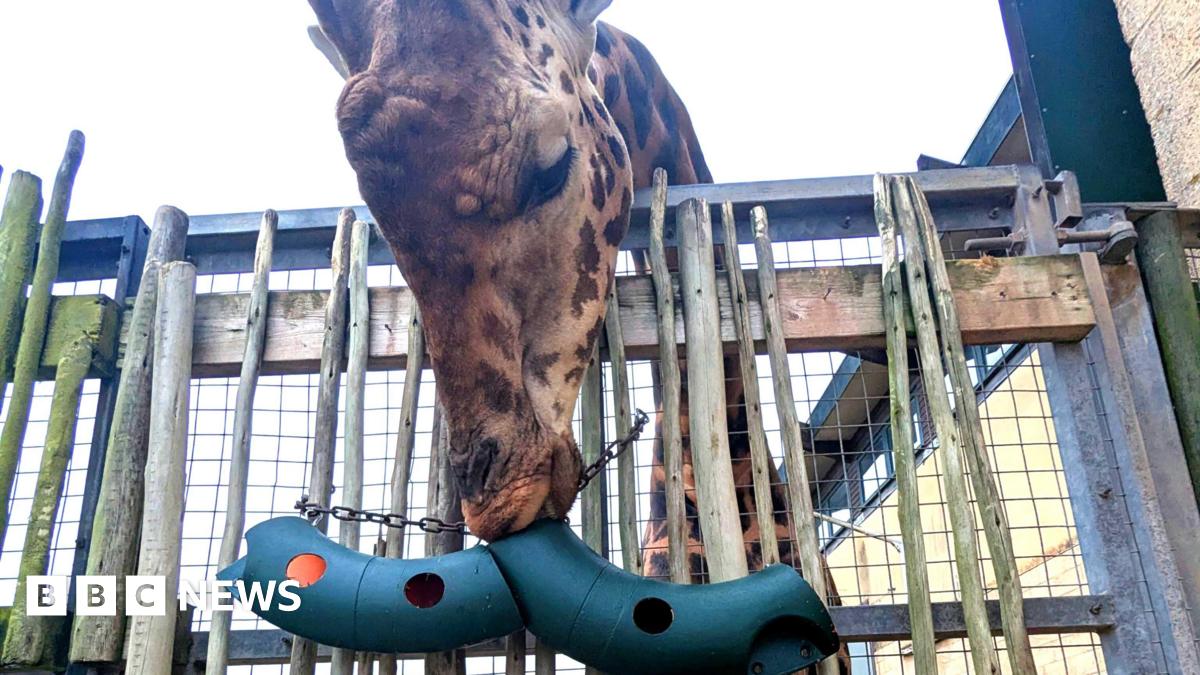 A giraffe's head extends over a fence. The animal is facing downward with its mouth pressed against a curved tube which has some holes punched into it.