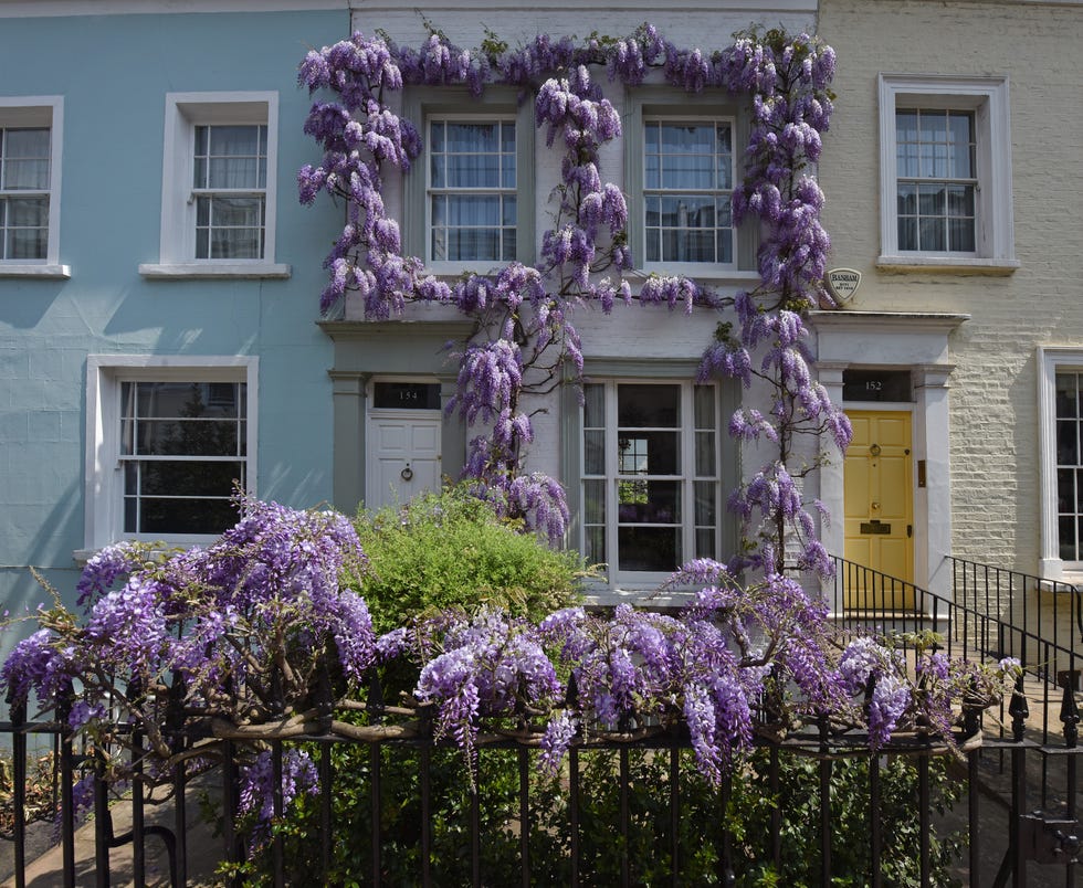 kensington wisteria