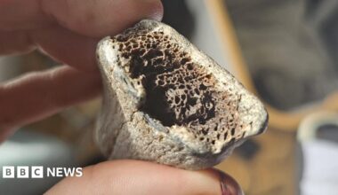 A grey-ish coloured bone fragment being held between a finger and a thumb.