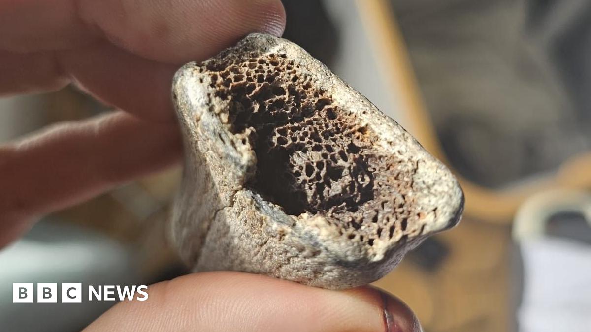 A grey-ish coloured bone fragment being held between a finger and a thumb.