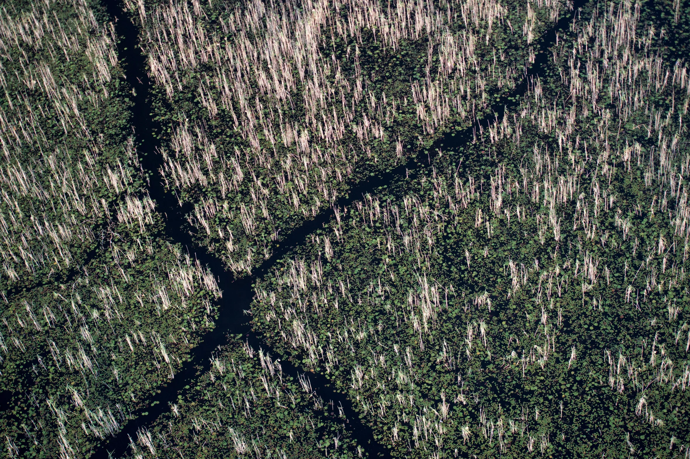 Aerial view of long, winding trails through marshland in Botswana, formed by hippos.