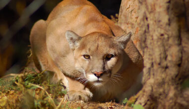 Rescued Mountain Lion’s Reaction to Man vs. Woman Proves She Definitely Has a Favorite Human