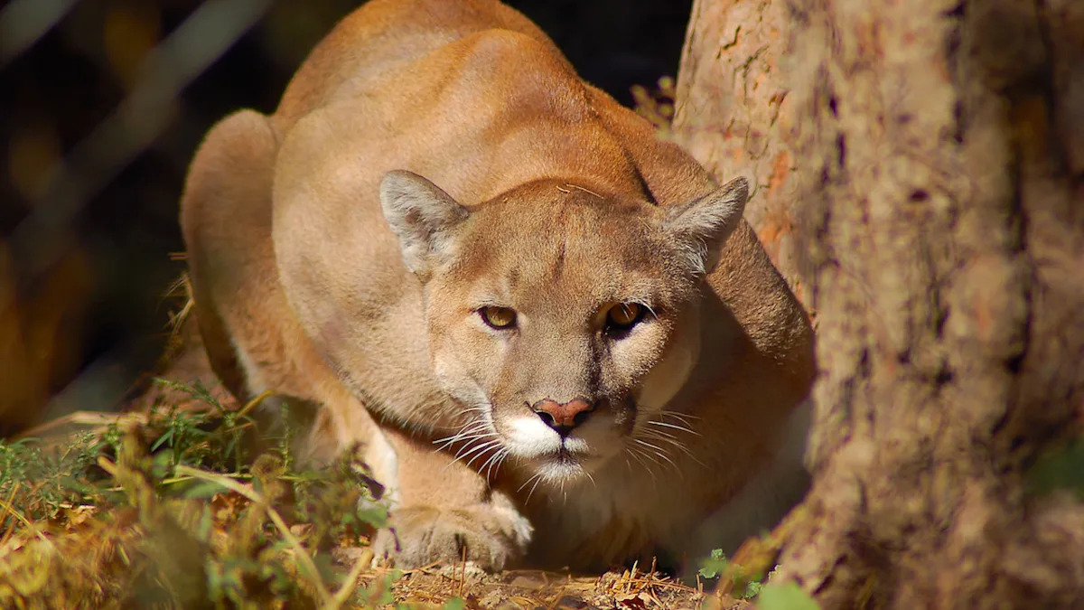 Rescued Mountain Lion’s Reaction to Man vs. Woman Proves She Definitely Has a Favorite Human